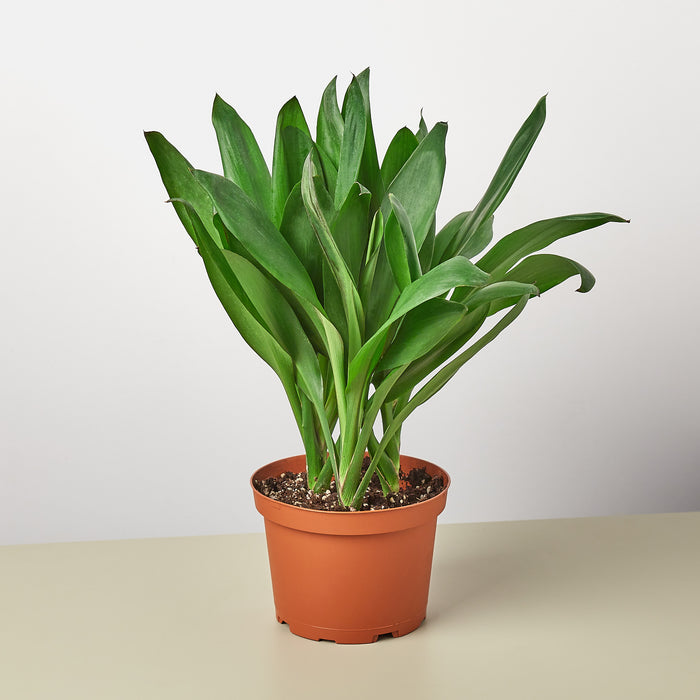 dracaena cordyline glauca Cordyline Glauca
