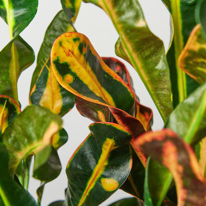 mammy crotons south florida Croton Mammy | Indoor Plant | Tropical Plant | Potted Plant