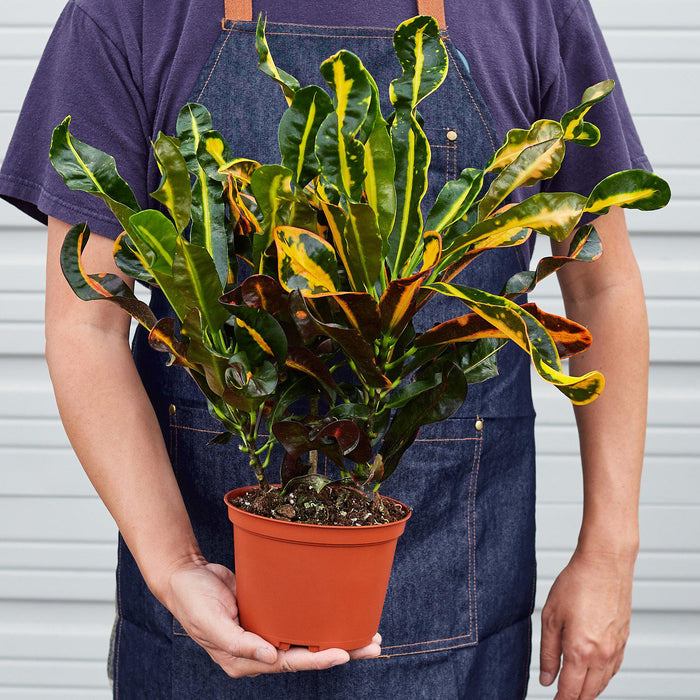 mammy croton plant Croton Mammy | Indoor Plant | Tropical Plant | Potted Plant
