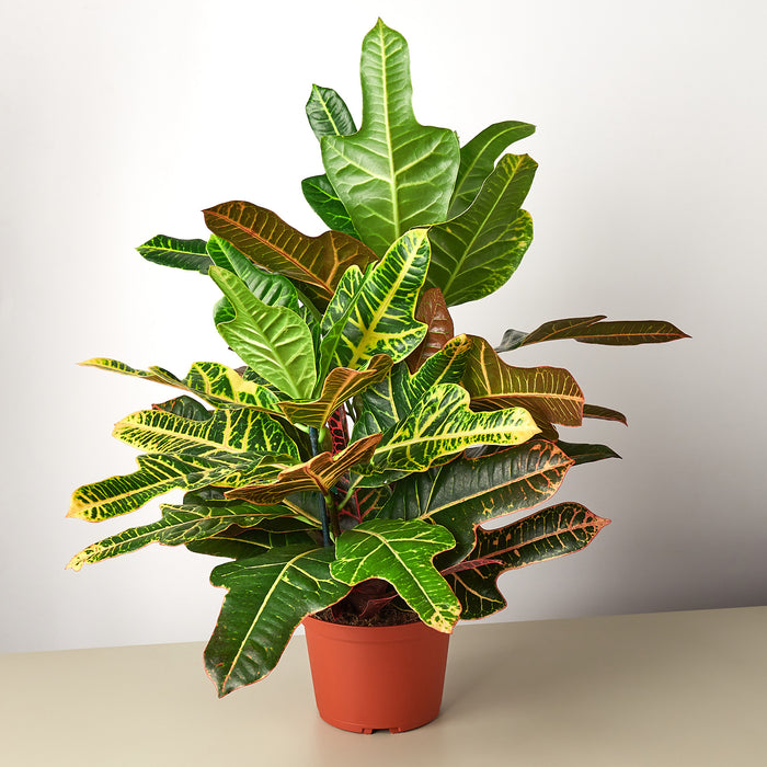 red oak indoor plant Croton 'Oakleaf'