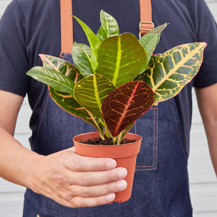 is croton petra an indoor plant Croton Petra 'Joseph's Coat' | Indoor Plant | Tropical Plant | Potted Plant