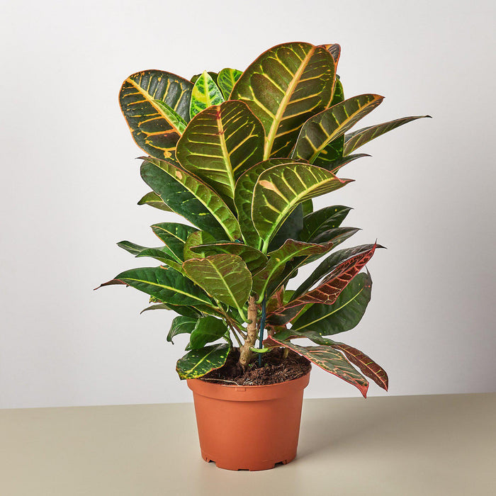 indoor croton petra plant Croton Petra 'Joseph's Coat'