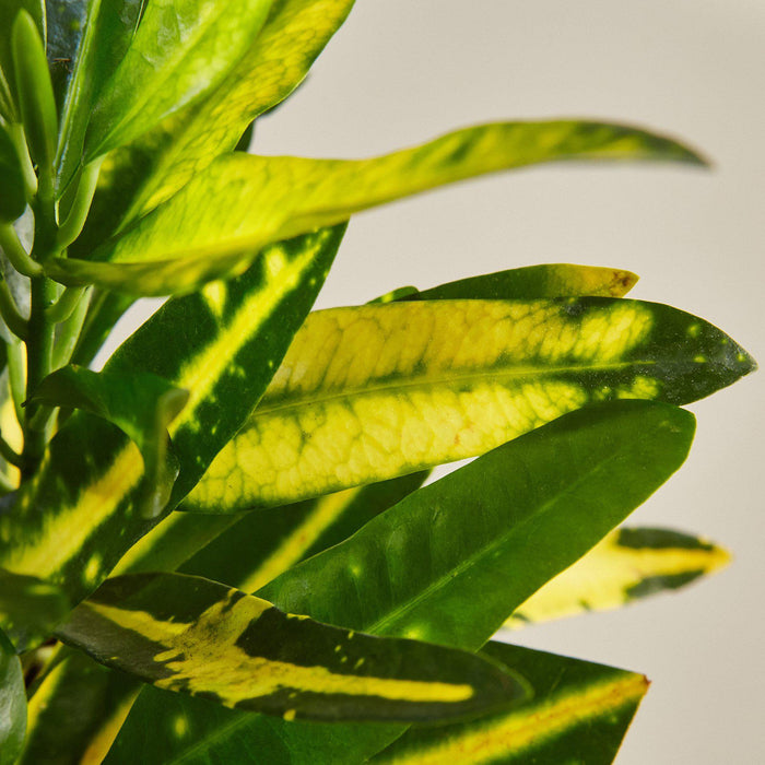 indoor plant with star-shaped leaves Croton 'Sunny Star' | Indoor Plant | Tropical Plant | Potted Plant