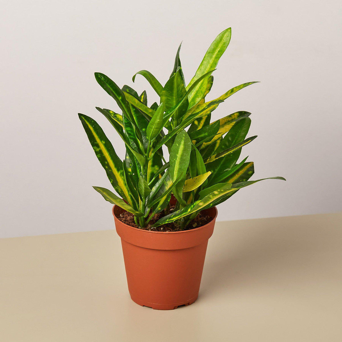 potted croton plant Croton 'Sunny Star' | Indoor Plant | Tropical Plant | Potted Plant