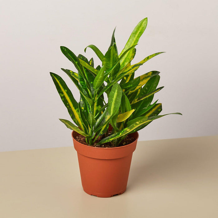 indoor potted croton plant Croton 'Sunny Star'