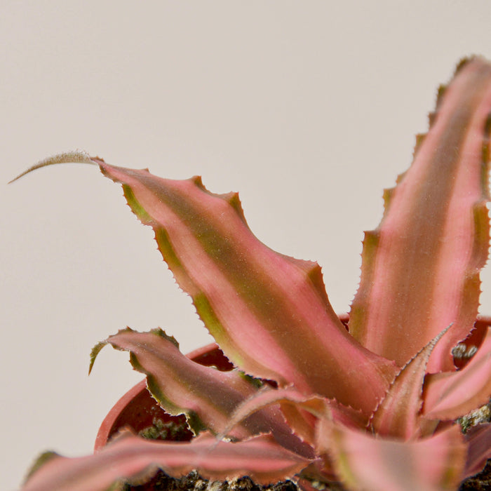 Cryptanthus 'Pink Star' - House Plant Shop