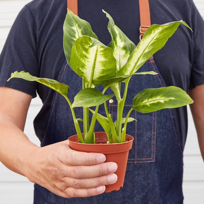 camilla's house of plants Dieffenbachia Camille | Indoor Plant | Tropical Plant | Potted Plant