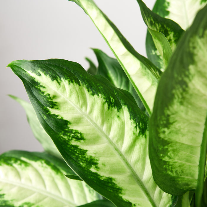 dieffenbachia 'camille Dieffenbachia Camille | Indoor Plant | Tropical Plant | Potted Plant