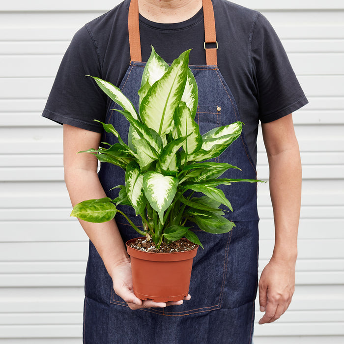 dieffenbachia house plant images Dieffenbachia Camille | Indoor Plant | Tropical Plant | Potted Plant