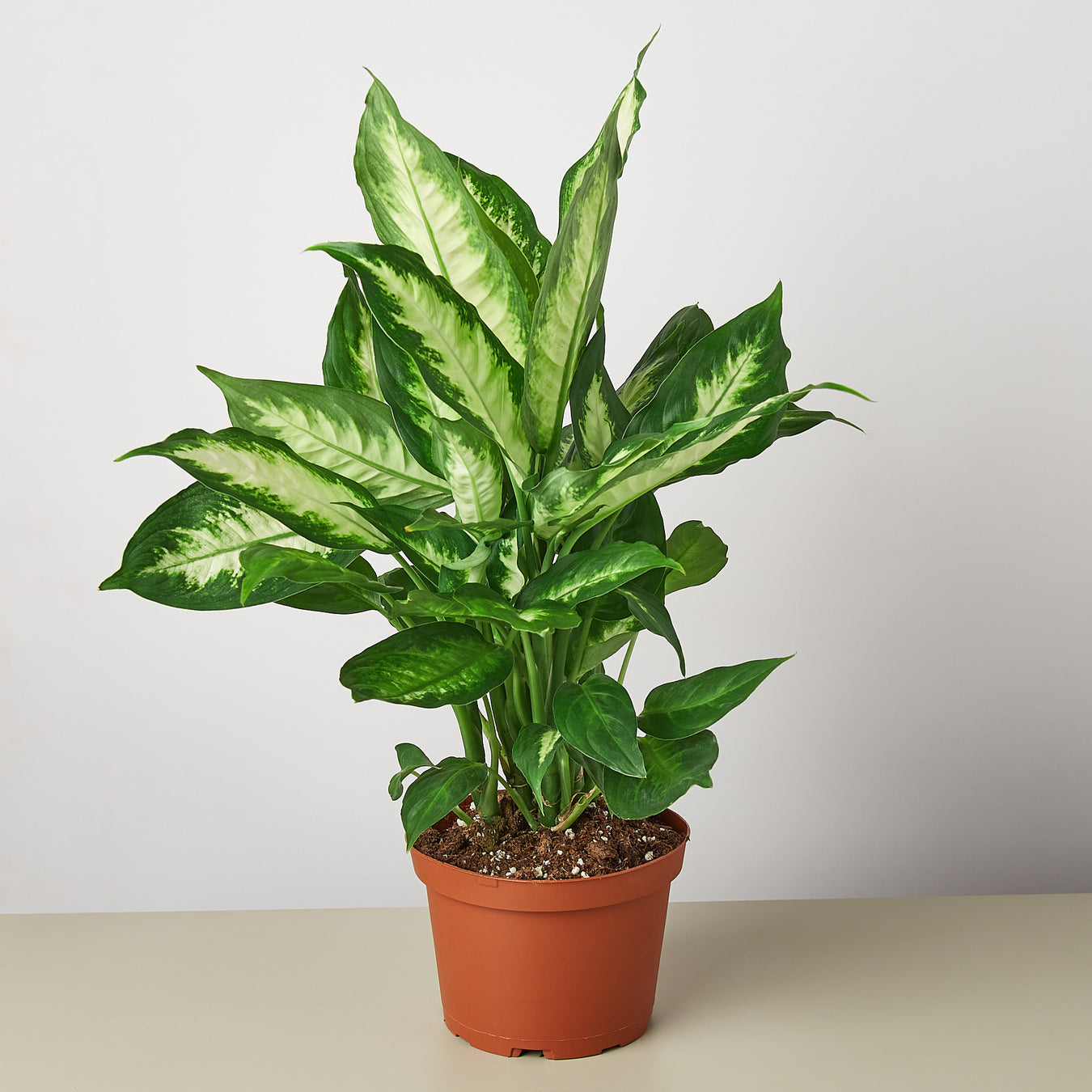 Dieffenbachia Plants