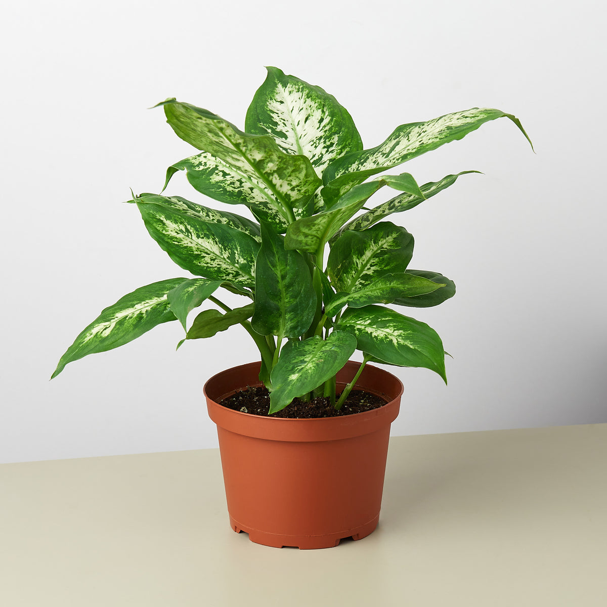 dieffenbachia bloei Dieffenbachia 'Tropic Snow' | Indoor Plant | Tropical Plant | Potted Plant