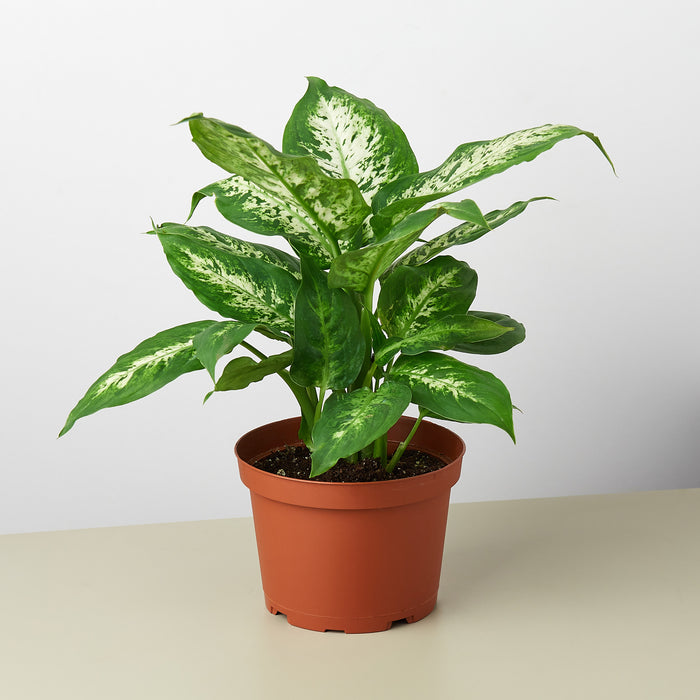 dieffenbachia caryophyllus Dieffenbachia 'Tropic Snow'