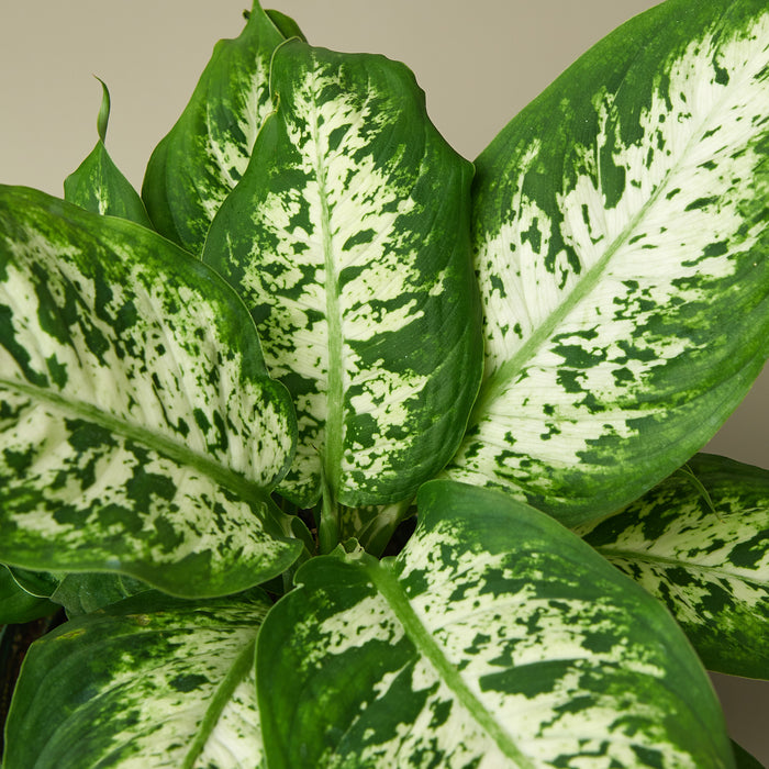 dieffenbachia wikipedia Dieffenbachia 'Tropic Snow' | Indoor Plant | Tropical Plant | Potted Plant