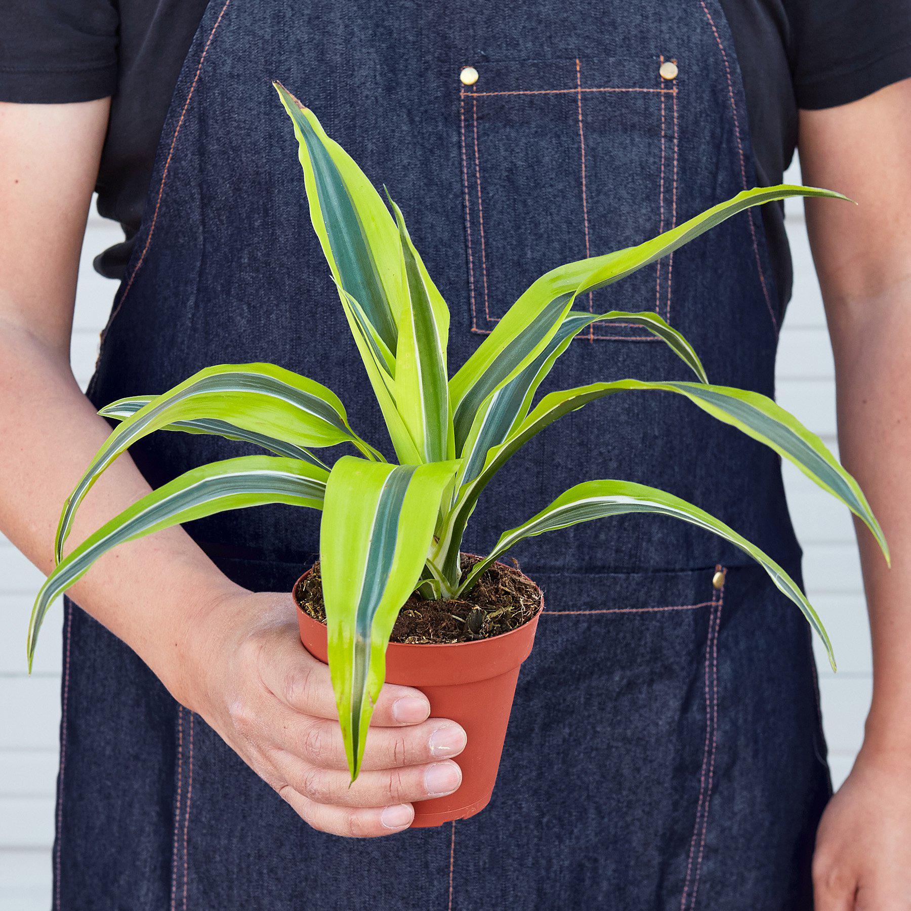 Dracaena Deremensis 'Lemon Surprise' - House Plant Shop