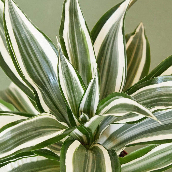 dracaena plant green and white Dracaena Warneckii 'White Jewel'