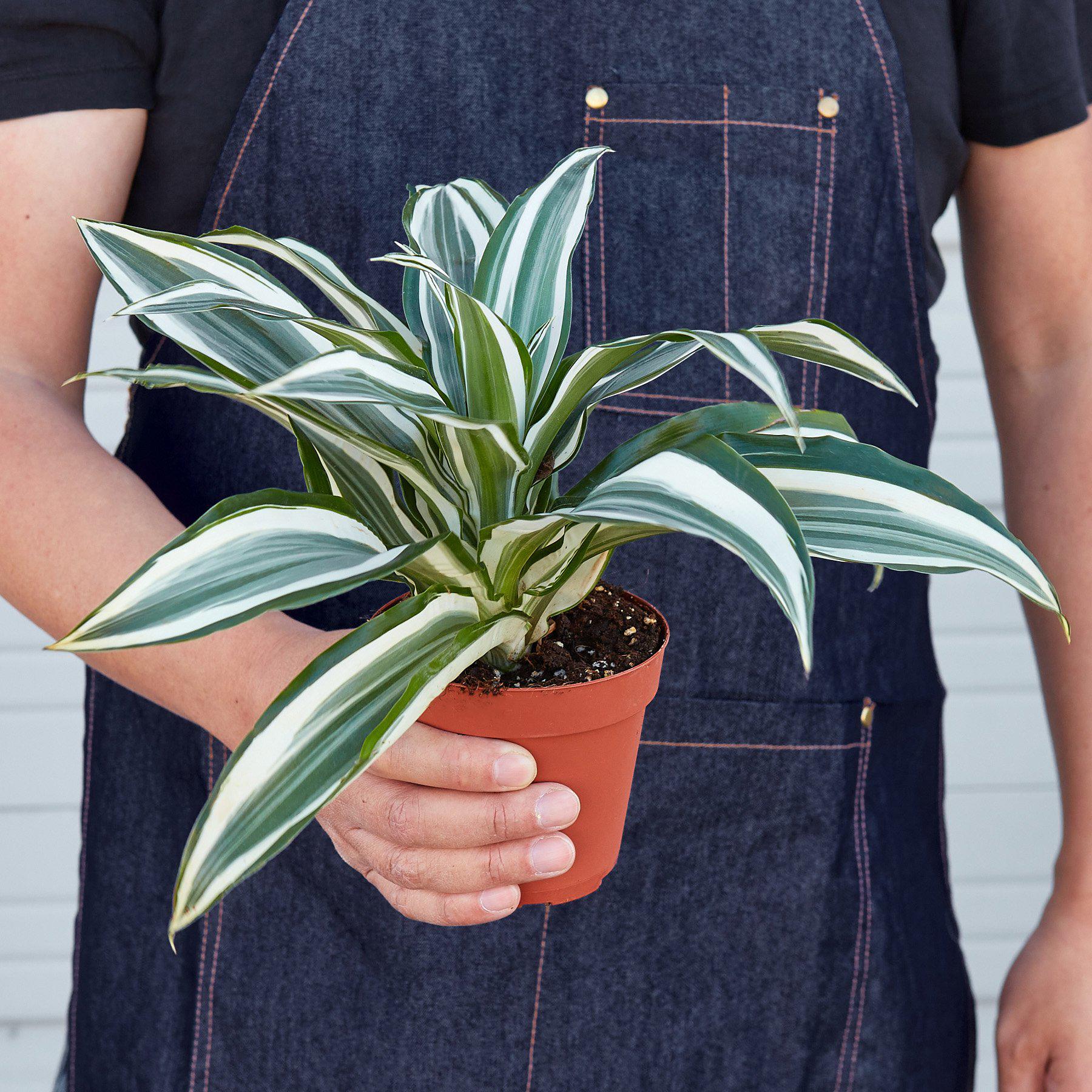 Dracaena Warneckii 'White Jewel' - House Plant Shop