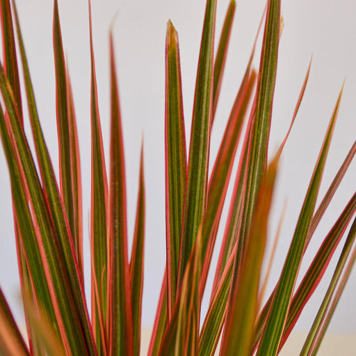 dracaena colorama plant Dracaena 'Colorama' | Indoor Plant | Tropical Plant | Potted Plant