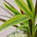 Dracaena 'Combo' - House Plant Shop