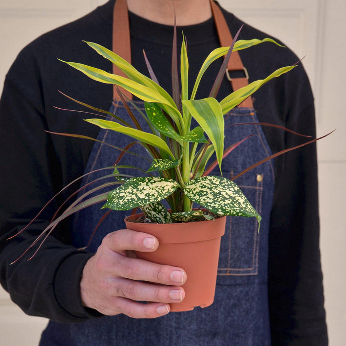 Dracaena 'Combo' - House Plant Shop