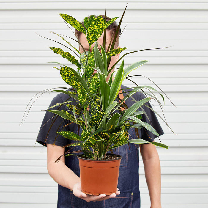 Dracaena 'Combo' - House Plant Shop