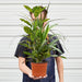 Dracaena 'Combo' - House Plant Shop