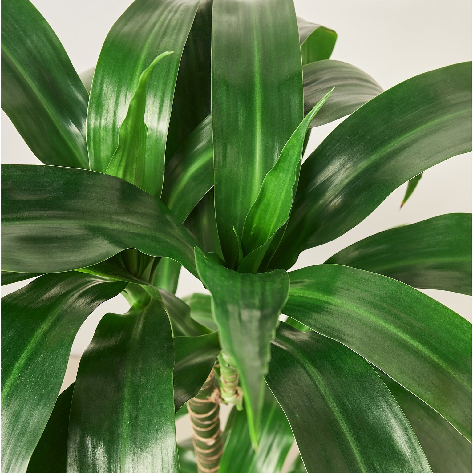 Tropical Indoor Plants — Page 6 — House Plant Shop