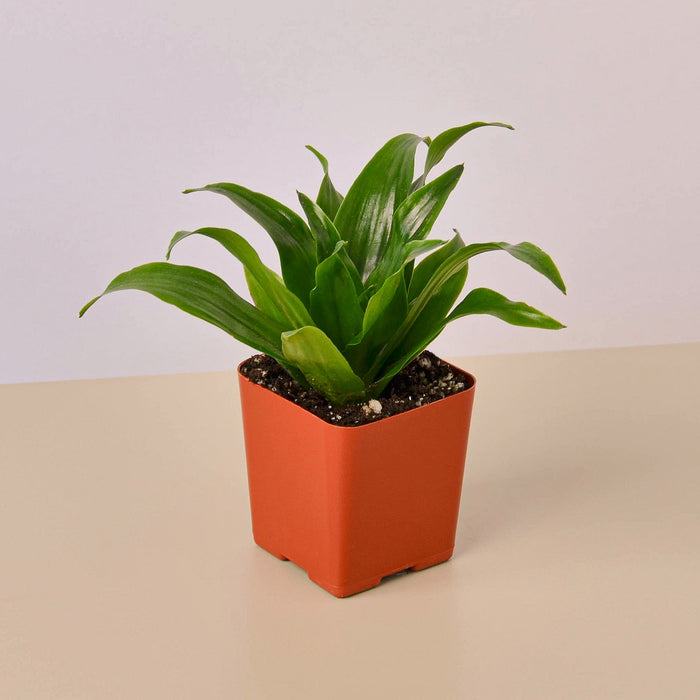 indoor tropical plant 3" Tropical Plant Variety Bundle | Indoor Plant | Tropical Plant | Potted Plant