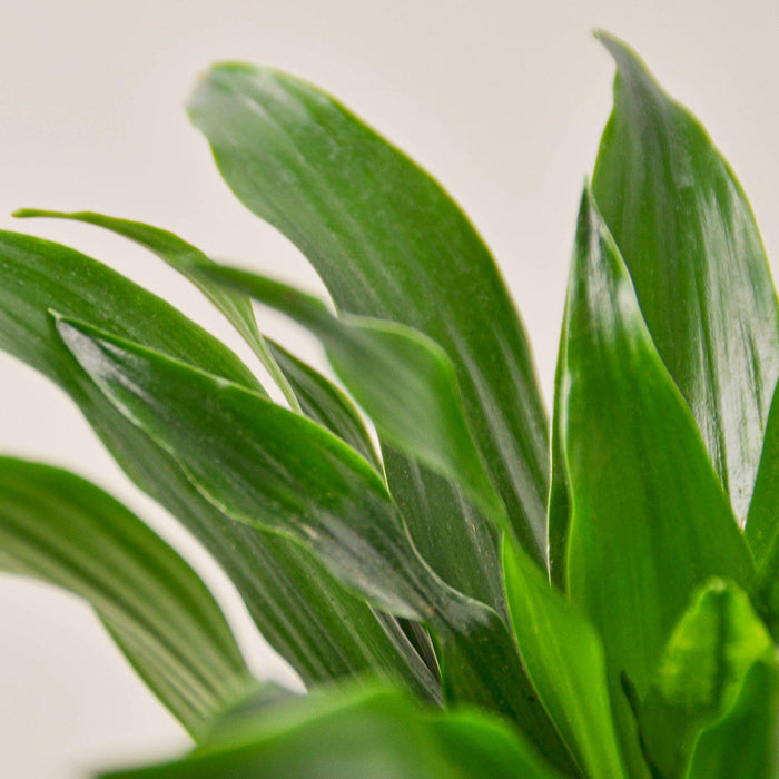 dracaena janet craig carmen Dracaena 'Janet Craig' | Indoor Plant | Tropical Plant | Potted Plant