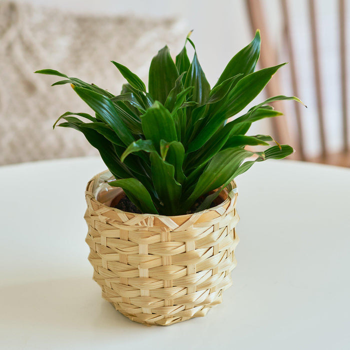 dracaena janet Dracaena 'Janet Craig' | Indoor Plant | Tropical Plant | Potted Plant