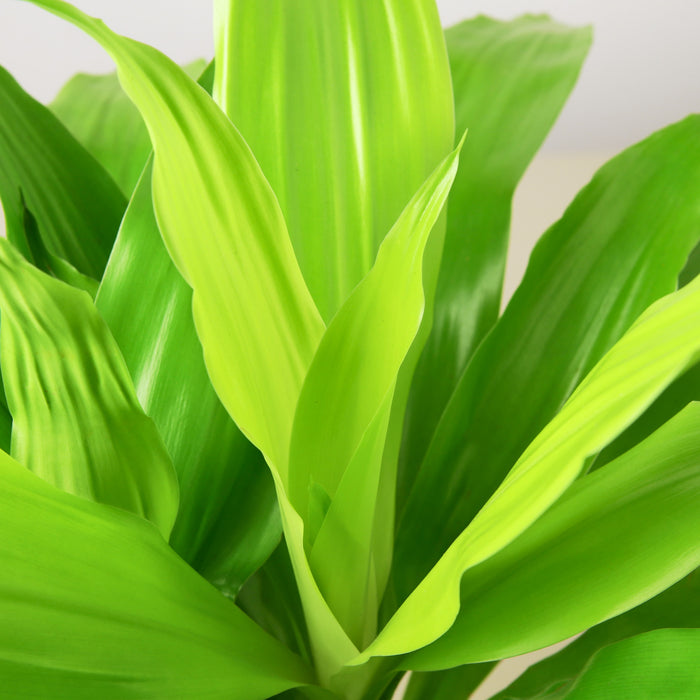 dracaena marginata light Dracaena 'Lime Light' | Indoor Plant | Tropical Plant | Potted Plant