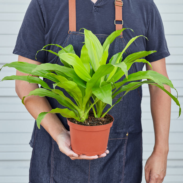lime green dracaena Dracaena 'Lime Light' | Indoor Plant | Tropical Plant | Potted Plant