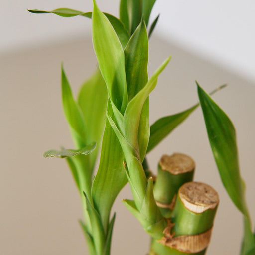 lucky bamboo wholesale florida Dracaena 'Lucky Bamboo' | Indoor Plant | Tropical Plant | Potted Plant