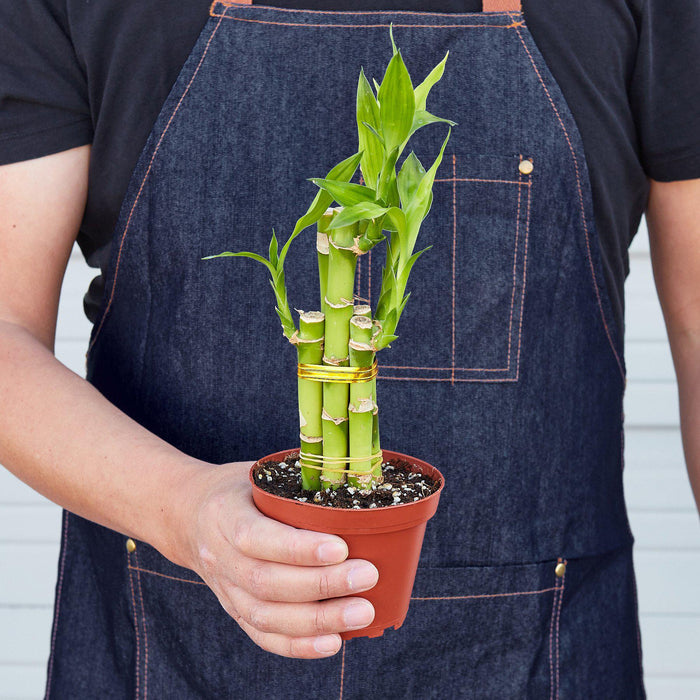 dracena lucky bamboo Dracaena 'Lucky Bamboo' | Indoor Plant | Tropical Plant | Potted Plant