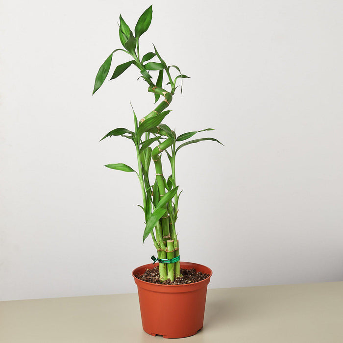 online lucky bamboo plant Dracaena 'Lucky Bamboo' | Indoor Plant | Tropical Plant | Potted Plant