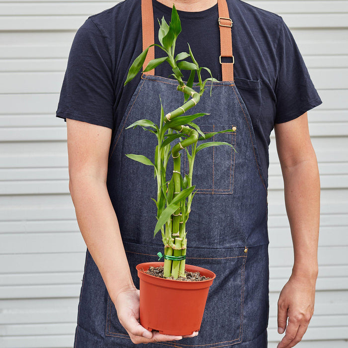 tall lucky bamboo plant Dracaena 'Lucky Bamboo' | Indoor Plant | Tropical Plant | Potted Plant