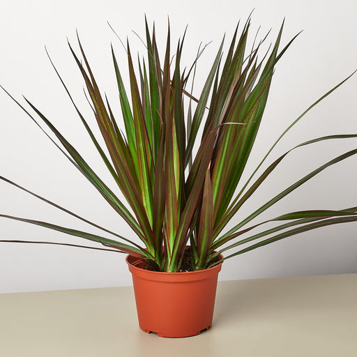 dracaena michiko Dracaena 'Marginata Magenta' | Indoor Plant | Tropical Plant | Potted Plant