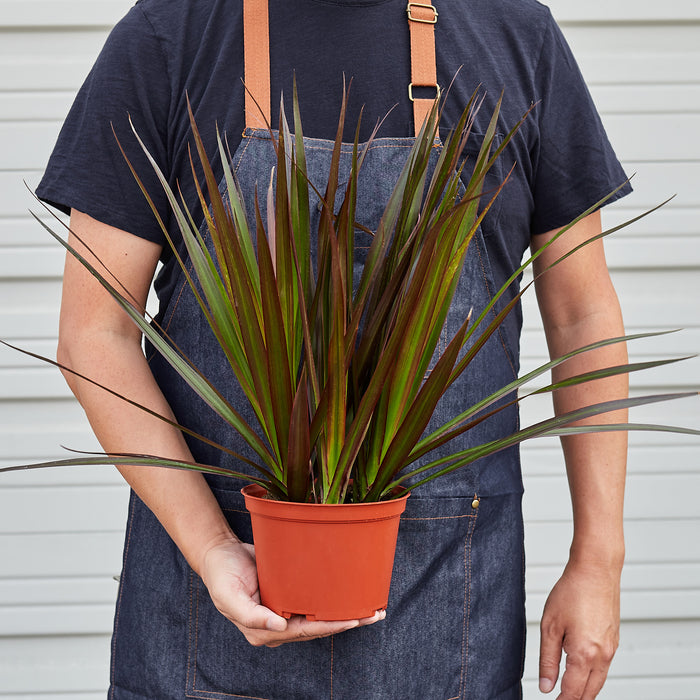 dracaena marg magenta Dracaena 'Marginata Magenta' | Indoor Plant | Tropical Plant | Potted Plant