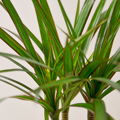 botanical name of dracaena Dracaena 'Marginata Cane' | Indoor Plant | Tropical Plant | Potted Plant