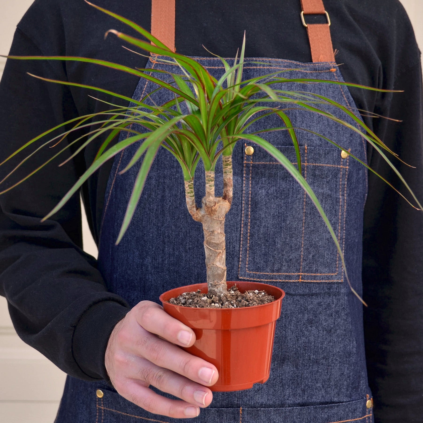 Dracaena 'Marginata Cane' - House Plant Shop