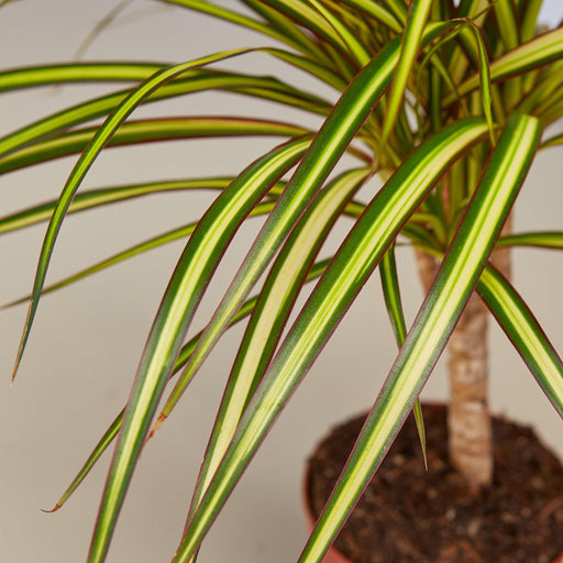 dracaena marginata sunray Dracaena Marginata 'Sunshine' | Indoor Plant | Tropical Plant | Potted Plant