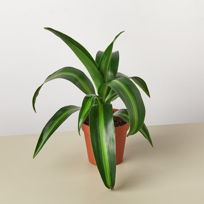 dracaena massangeana light Dracaena 'Massangeana' | Indoor Plant | Tropical Plant | Potted Plant