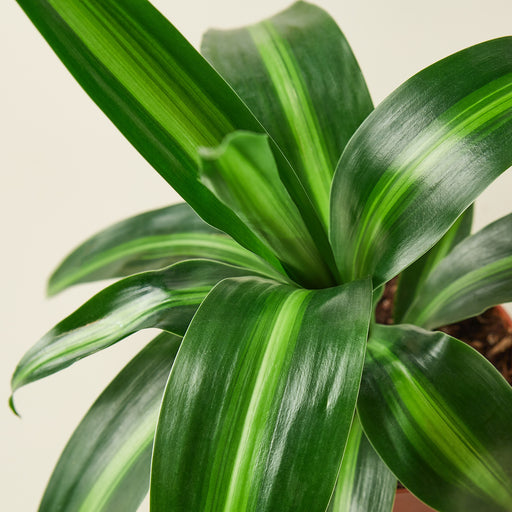 plant dracaena fragrans massangeana Dracaena 'Massangeana' | Indoor Plant | Tropical Plant | Potted Plant