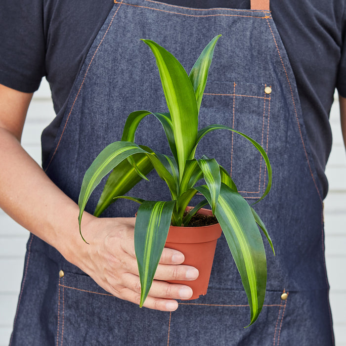 tropisk dracaena massangeana Dracaena 'Massangeana' | Indoor Plant | Tropical Plant | Potted Plant