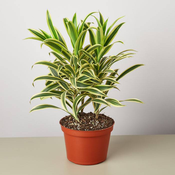 song of india indoor plant Dracaena Song of India