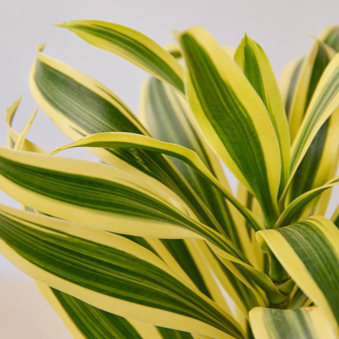 house plants song Dracaena Song of India | Indoor Plant | Tropical Plant | Potted Plant
