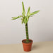 4" potted Dracaena sted sol cane