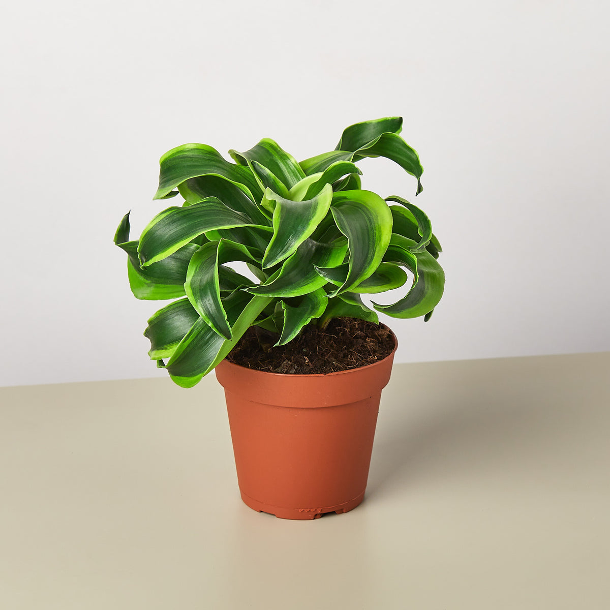 dracaena fragrans tornado Dracaena 'Tornado'