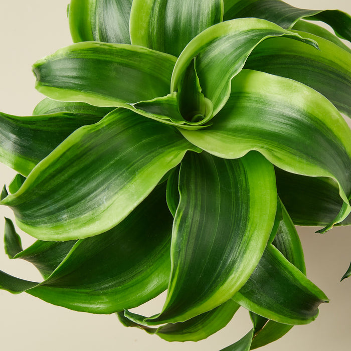 spiral indoor plant Dracaena 'Tornado'
