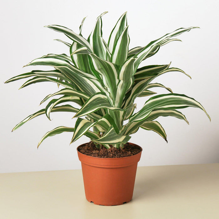 indoor dracaena Dracaena Warneckii 'White Jewel' | Indoor Plant | Tropical Plant | Potted Plant
