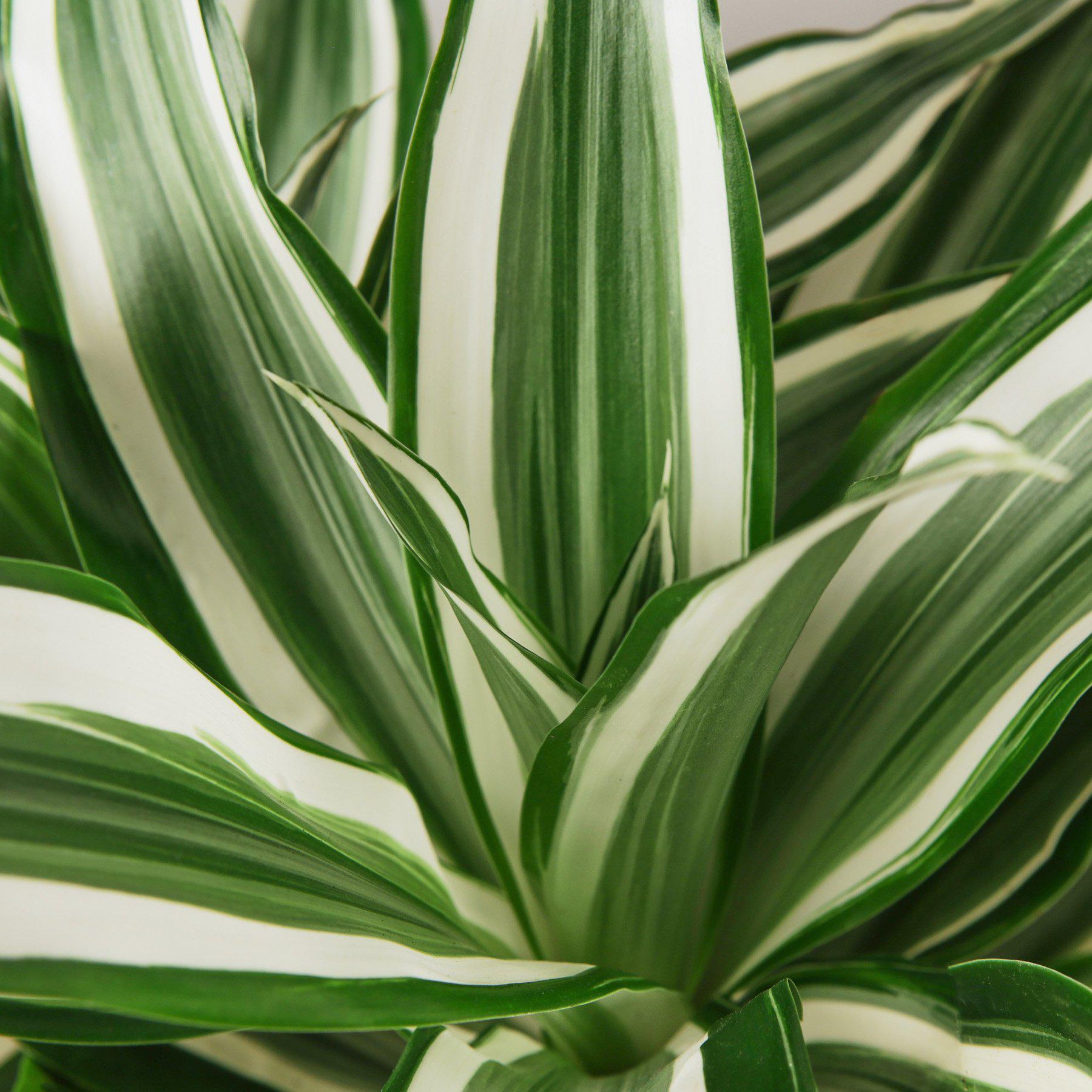 Dracaena Warneckii 'White Jewel' - House Plant Shop